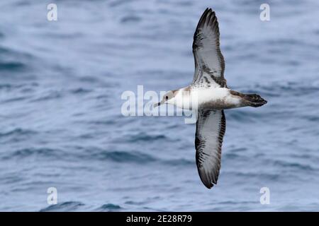 Grand shearwater (Ardenna gravis, Puffinus gravis), en vol, vue latérale, Afrique du Sud, Cap occidental Banque D'Images