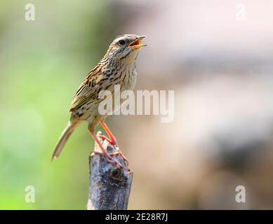 Pitpit d'altitude (Anthus sylvanus), perches chantant sur une branche cassée, vue latérale, Népal, Poon Hill Banque D'Images