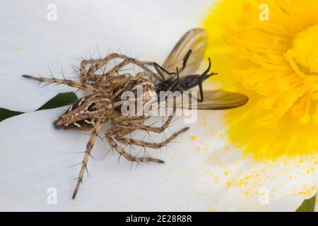 Araignée lynx (Oxyopes cf. Hetophthalmus), femelle attrapé une mouche, Croatie Banque D'Images