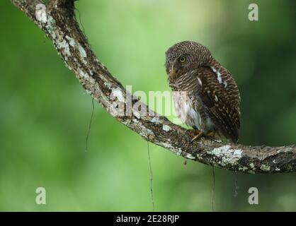 Owlet cuckoo (Glaucidium cuculoides), en train de périr sur une branche, Inde, Assam, Parc national de Kaziranga Banque D'Images