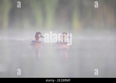 Canard touffeté (Aythya fuligula), deux femelles dans la brume matinale, Allemagne, Bavière Banque D'Images