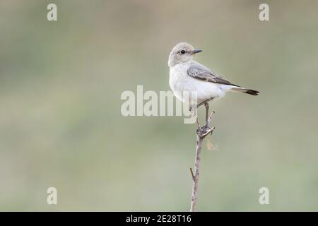 Le petit-lait de Finsch (Oenanthe finschii), femelle adulte perchée sur une branche, Tadjikistan Banque D'Images