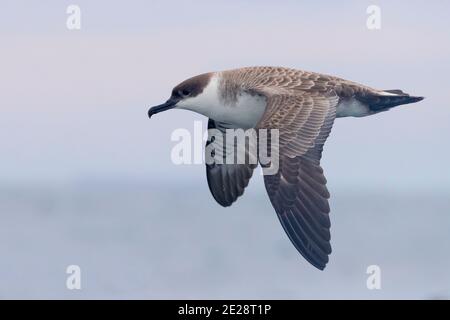 Grand shearwater (Ardenna gravis, Puffinus gravis), en vol, vue latérale, Afrique du Sud, Cap occidental Banque D'Images