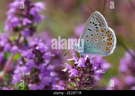 Bleu commun (Polyommatus icarus), visite des fleurs de Thyme, Allemagne Banque D'Images