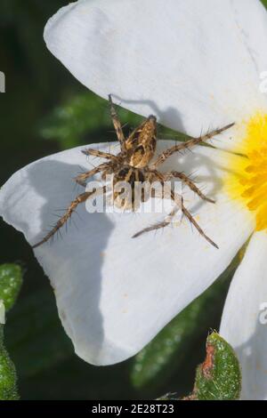 Araignée lynx (Oxyopes cf. Hetophthalmus), femelle qui se cache pour la proie d'une fleur, Croatie Banque D'Images