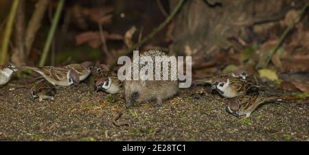 Hérisson occidental, hérisson européen (erinaceus europaeus), mangeant avec des moineaux dans un lieu d'alimentation d'oiseaux à la fin de l'automne, Allemagne, Bavière Banque D'Images