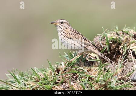 Pitpit de montagne (Anthus sylvanus), perching sur l'herbe, vue latérale, Népal, colline de Poon Banque D'Images