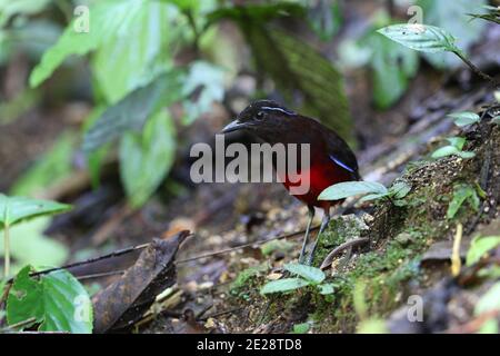 Pitta à couronne noire (Erythropitta venusta), perchée au sol dans la forêt tropicale, Indonésie, Sumatra, Bukit Tapan Banque D'Images