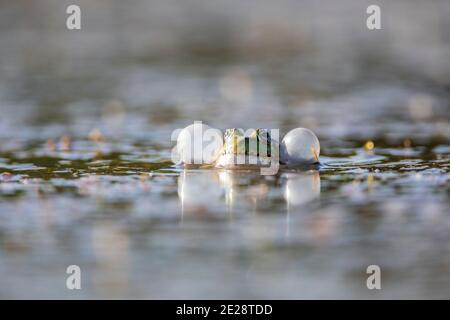 Grenouille de marais, grenouille de lac (Rana ridibunda, Pelophylax ridibundus), mâle croaking, Allemagne, Bavière Banque D'Images