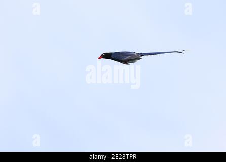 Magpie bleu de Taïwan, magpie de Taïwan, magpie bleu de Formosan (Urocissa caerulea), en vol, vue latérale, Taïwan, Aowanda Banque D'Images