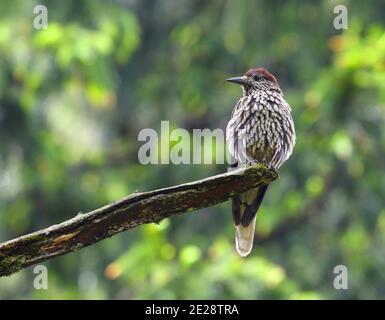 Casse-noisette indien, casse-noisette à gros pois, casse-noisette du Cachemire (Nucifraga multipunctata), perching sur brocken branche, Inde, Cachemire, Himalaya, Banque D'Images