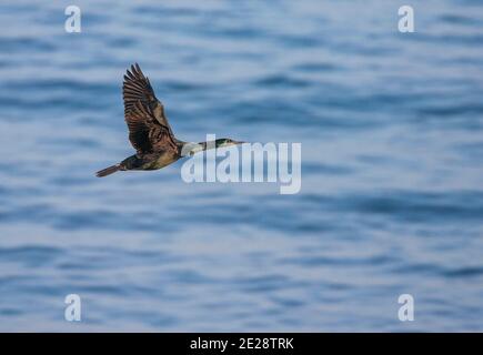 Cormorant pélagique, Cormorant de Baird (Phalacrocorax pelagicus), adulte en vol au-dessus de l'océan, Japon, Hokkaido Banque D'Images