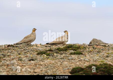 Sandgrouse tibétaine (Syrrhaptes tibetanus), deux mâles perchés dans le désert, Chine, Tibet, plateau tibétain Banque D'Images