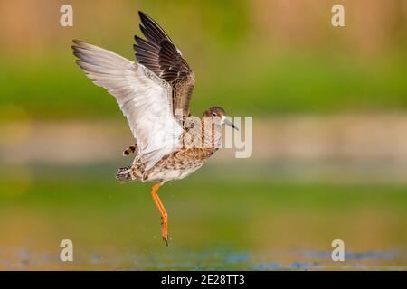 Ruff (Philomachus pugnax), femme adulte en vol, Italie, Campanie Banque D'Images