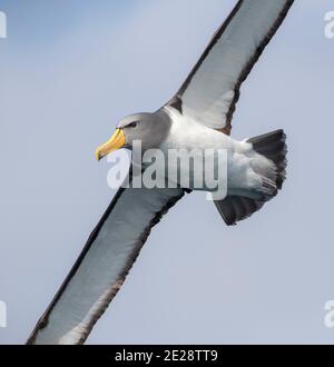 Albatros de Chatham, Chatham mollymawk, île mollymawk (Thalassarche eremita), adulte en vol, gros plan, Nouvelle-Zélande, Îles Chatham Banque D'Images