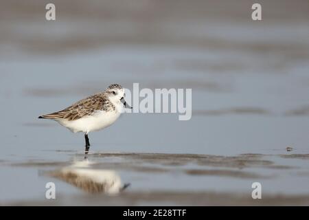 Pondeuses à bec de cuillère (Calidris pygmeus, Eurynorhynchus pygmeus), hivernant le long de la côte est, une enliseuse en danger critique, Chine, Guangdong, Banque D'Images