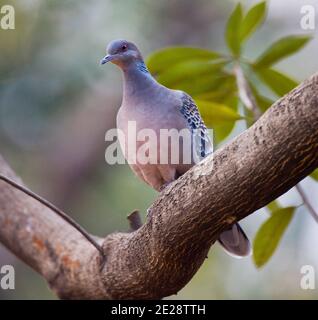 La colombe de la tortue orientale (Streptopelia orientalis, Streptopelia orientalis orientalis), perchée dans un arbre, Japon Banque D'Images