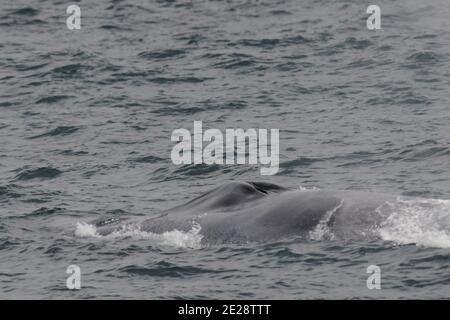 Baleine bleue (Balaenoptera musculus), nageant au large de la côte insulandique, montrant un trou de soufflage au sommet de la tête énorme, Islande Banque D'Images