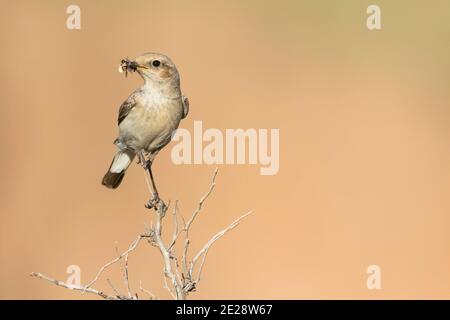 Le petit-lait de Finsch (Oenanthe finschii), femelle adulte perchée sur une branche avec une proie dans le bec, Tadjikistan Banque D'Images