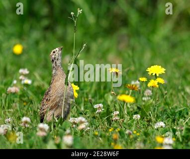 Perdix (Perdix perdix), Juvenile à la recherche d'insectes dans les prairies, pays-Bas Banque D'Images