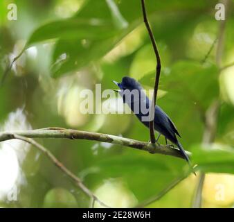 Monarque bleu à napes noirs, monarque bleu à napes noirs, Moucheron bleu à napes noirs, Monarch noir à napes Babi (Hypothymis azurea abbotti, Hypothymis abbotti), Banque D'Images