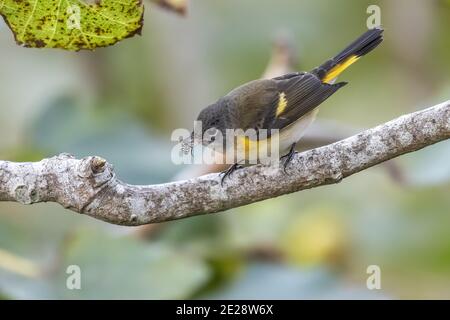 American redstart (Setophaga ruticilla), homme de premier-hiver perçant sur une branche avec une mouche dans le bec, vue latérale, Açores, Corvo Banque D'Images