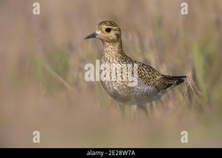 Pluvialis abricot (Pluvialis abricaria), se dresse dans un pré, Europe Banque D'Images