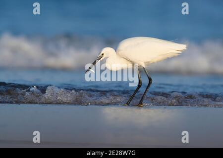 Petit égret (Egretta garzetta), poisson adulte pêché sur la rive, Italie, Campanie Banque D'Images