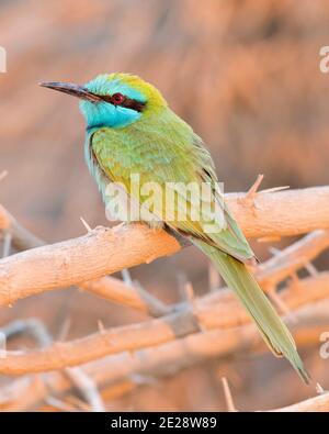 Petite espèce d'abeille verte (Merops orientalis cyanophrys, Merops cyanophrys), adulte perché sur une branche, Oman, Dhofar Banque D'Images