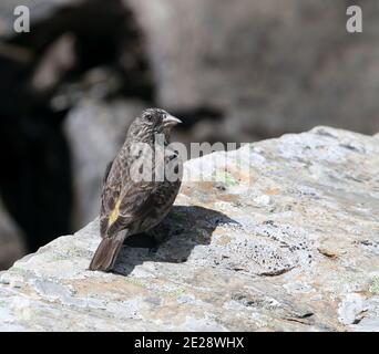 Rosefinch aux roses (Carpodacus puniceus), femelle debout au sol, vue de l'arrière, Chine, Sichuan, Balang Shan Banque D'Images