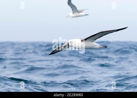 Albatros à nez jaune indien (Thalassarche carteri), en vol au-dessus de l'océan, Afrique du Sud, Cap occidental Banque D'Images