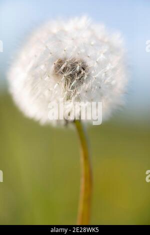 Pissenlit commun (Taraxacum officinale), infra-testicule, Allemagne, Bavière Banque D'Images