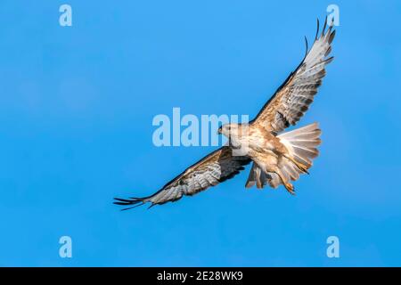 Atlas Buteo rufinus cirtensis, Buteo cirtensis, vol, Maroc, Sahara occidental, Aousserd Banque D'Images