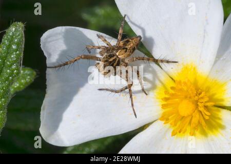 Araignée lynx (Oxyopes cf. Hetophthalmus), femelle qui se cache pour la proie d'une fleur, Croatie Banque D'Images