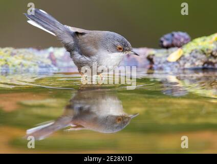 Paruline sarde (Sylvia melanocephala), femelle adulte prenant un bain, Italie, Campanie Banque D'Images