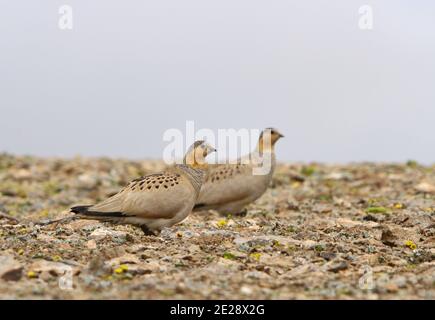 Sandgrouse tibétaine (Syrrhaptes tibetanus), deux mâles perchés dans le désert, Chine, Tibet, plateau tibétain Banque D'Images