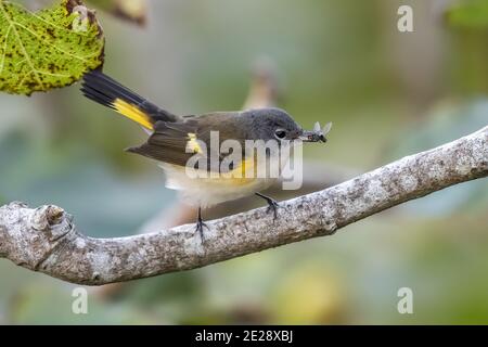 American redstart (Setophaga ruticilla), homme de premier-hiver perçant sur une branche avec une mouche dans le bec, vue latérale, Açores, Corvo Banque D'Images