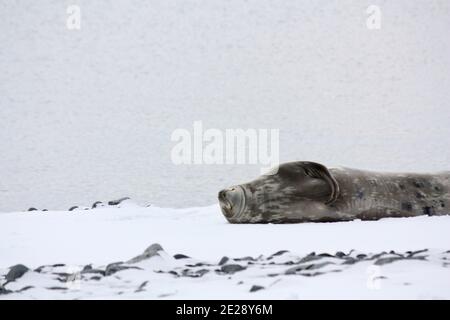 Weddell Seal se détend sur la glace antarctique Banque D'Images