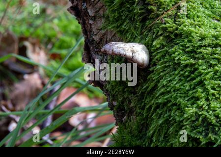 Champignons dans la forêt d'automne poussant sur l'écorce d'un arbre rempli de mousse. Photo de haute qualité Banque D'Images