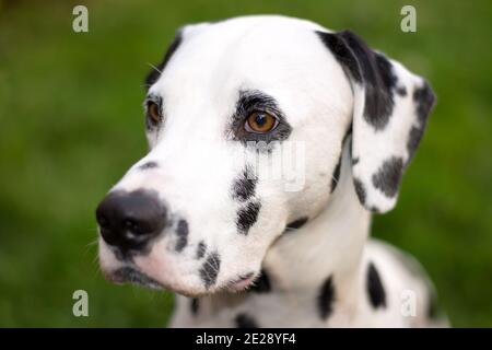 joli portrait dalmatien en plein air sur fond vert Banque D'Images