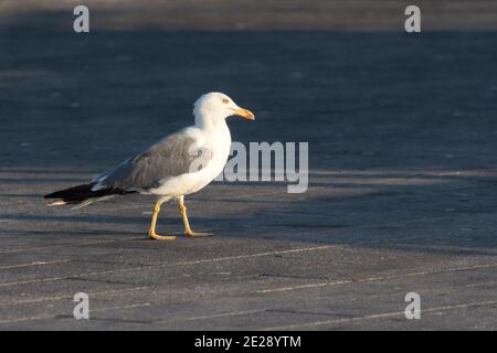 Vue rapprochée du mouette par une journée ensoleillée dans un port Banque D'Images