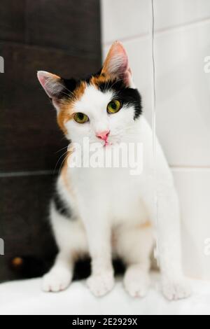 Petit tricolor court chaton à l'eau dans une salle de bains lumineuse. Chat avec nez rose et yeux verts. Bannière sur la vue avant des animaux de compagnie Banque D'Images