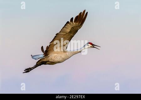 Grue de sable (Antigone canadensis) volant dans le ciel bleu tôt le matin, Galveston, Texas, États-Unis. Banque D'Images