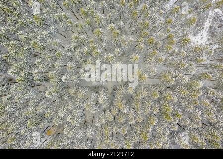 Vue de haut en bas à de merveilleux arbres blancs couverts de neige dans une forêt verte, prise directement d'en haut - paysage typique d'hiver. Banque D'Images