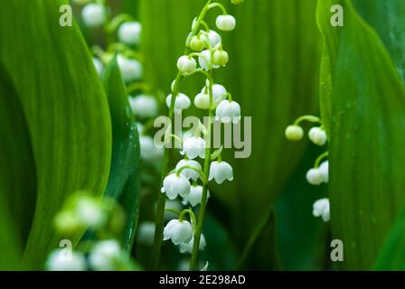 Le muguet au printemps Banque D'Images