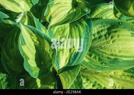 Vue en grand angle des feuilles de palans verts avec gouttes d'eau en plein soleil Banque D'Images