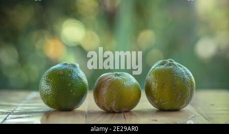 grands citrons juteux bons pour une limonade Banque D'Images