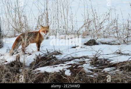 Renard rouge Ezo dans la neige à Hokkaido, Japon. Banque D'Images