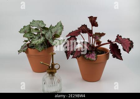 Pots de fleurs avec plantes de begonia sur un fond blanc Banque D'Images