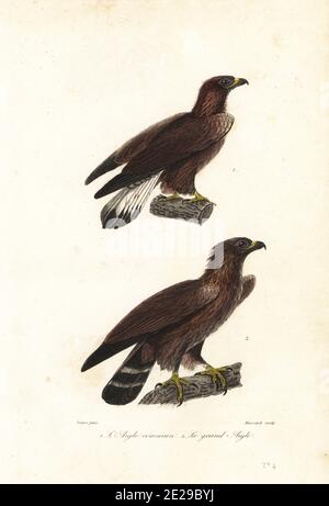 Aigle royal, Aquila chrysaetos 1,2. L'aigle commun, Falco fulvus, le grand aigle, Falco chrysaetos. Gravure à la main par Leopold Massard après une illustration par Jean-Gabriel Pretre de Achille Richard œuvres complète de Buffon, Pourrat Frères, Paris, 1839. Banque D'Images